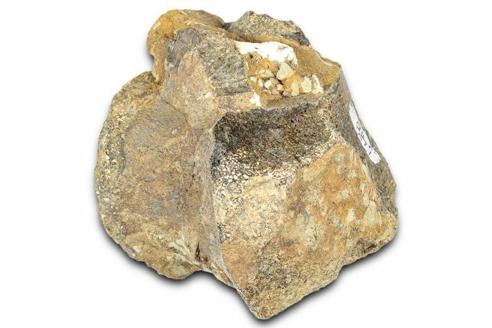 Hadrosaur (Edmontosaurus) Caudal Vertebra Centrum - Montana #331266